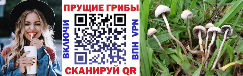 Купить закладки  Северо-Курильск  Галлюциногенные грибы прущие грибы 